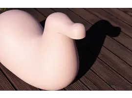 Dodo animal