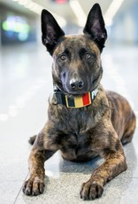 K9 Thorn werkhalsband Cobra  One / 25 mm breed, 1,5 mm