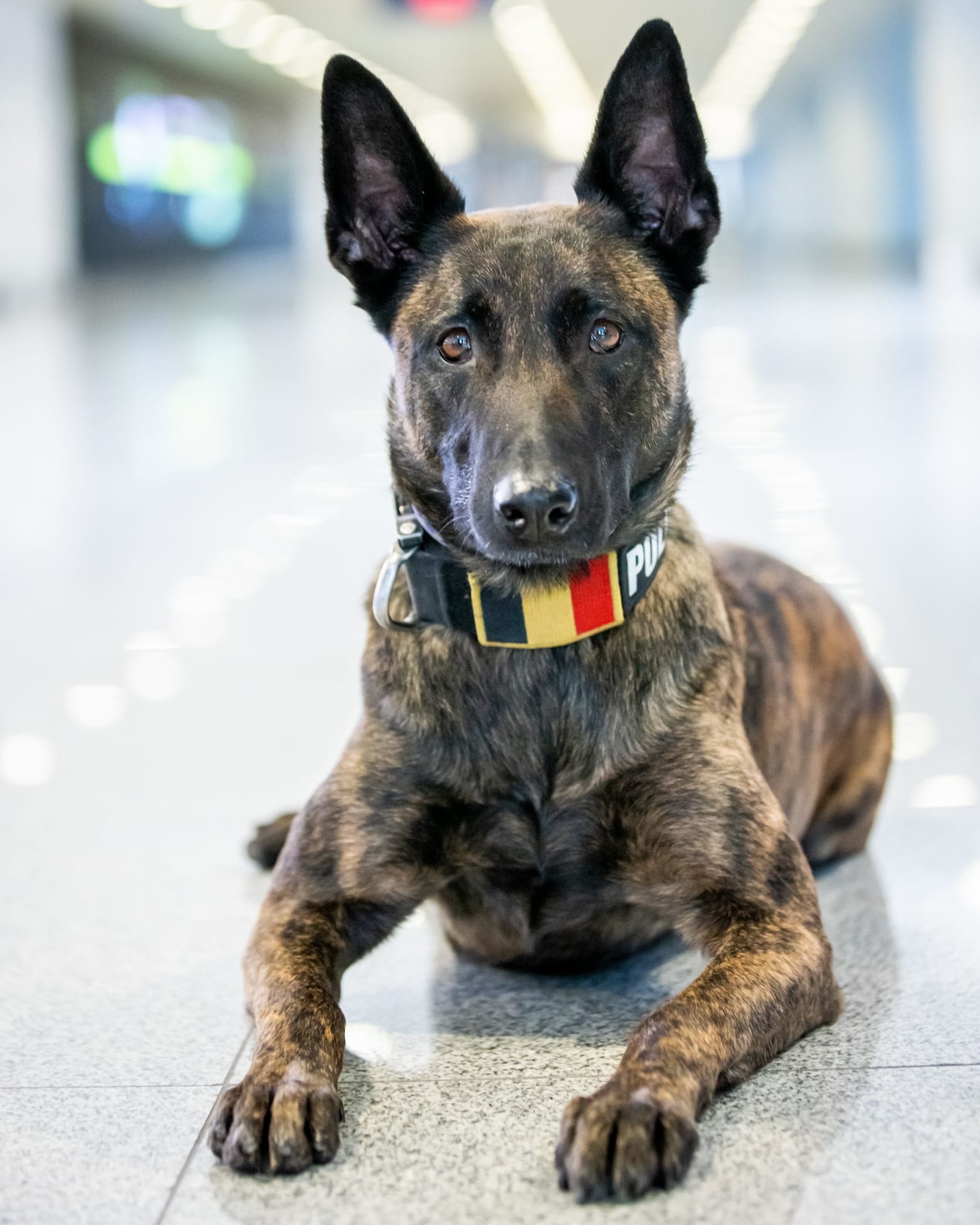 K9 Thorn werkhalsband Cobra  One / 25 mm breed, 1,5 mm