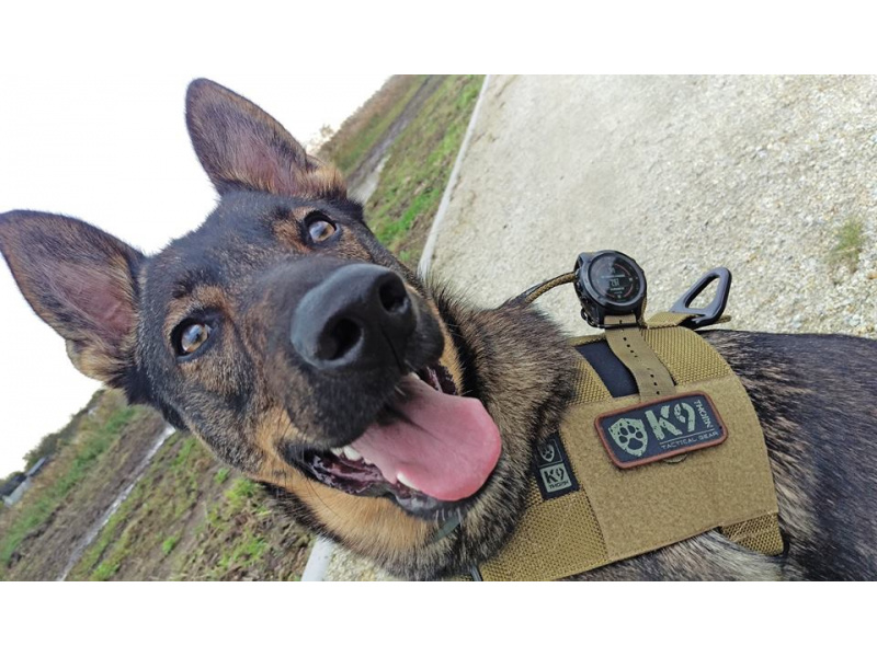 K9THORN ALPHA HARNAS  COYOTE