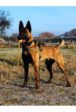 K9THORN ALPHA HARNAS  COYOTE
