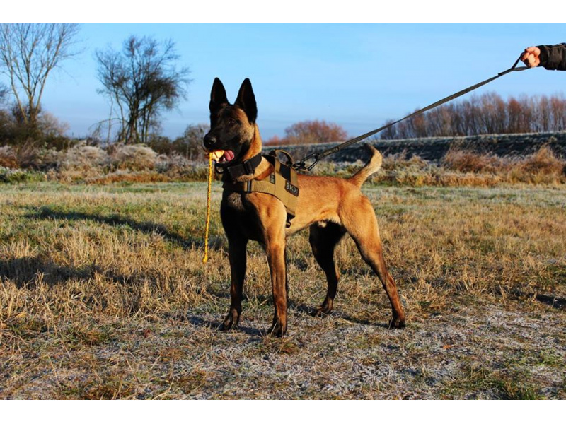 K9THORN ALPHA HARNAS  COYOTE