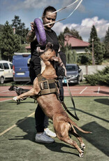 K9THORN ALPHA HARNAS  COYOTE