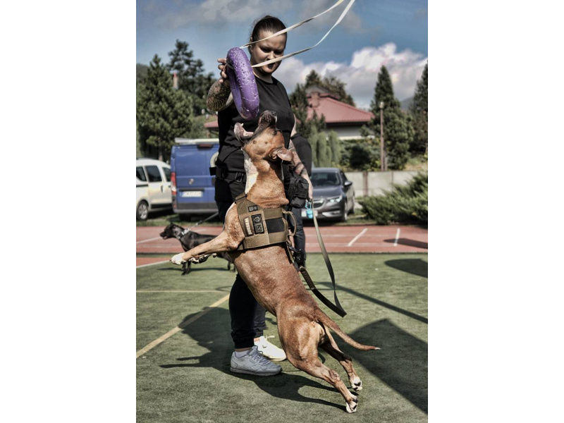 K9THORN ALPHA HARNAS  COYOTE