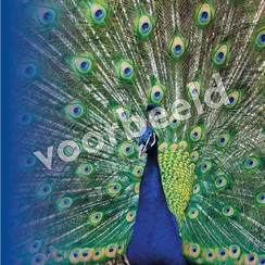 Dubbele luxe ansichtkaart 86-16