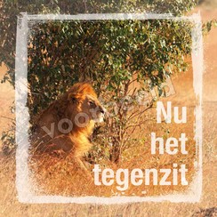 Enkelvoudige ansichtkaart 88-18 ( 1 stuk met enveloppe )