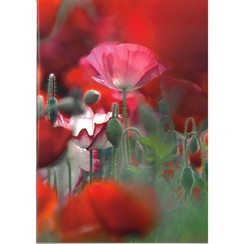 Luxe dubbelkaart met los inlegvel met tekst  (1 stuk = set van 5 dezelfde  dubbele kaarten)