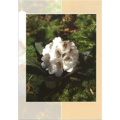 Luxe dubbelkaart met los inlegvel met tekst  (1 stuk = set van 5 dezelfde  dubbele kaarten)