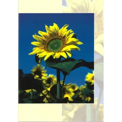 Luxe dubbelkaart met los inlegvel met tekst  (1 stuk = set van 5 dezelfde  dubbele kaarten)