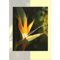 Luxe dubbelkaart met los inlegvel met tekst  (1 stuk = set van 5 dezelfde  dubbele kaarten)