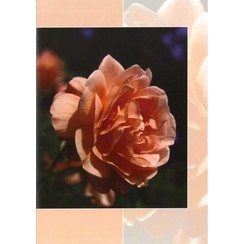 Luxe dubbelkaart met los inlegvel met tekst  (1 stuk = set van 5 dezelfde  dubbele kaarten)