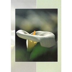 Luxe dubbelkaart met los inlegvel met tekst (1 stuk = set van 5 dezelfde  dubbele kaarten)