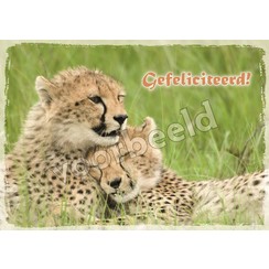 Ansichtkaart met tekst 21-20 (1 stuk = set van 10 dezelfde ansichtkaarten)