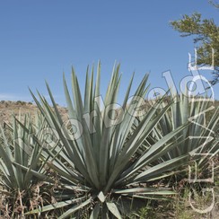 Vierkante luxe ansichtkaart 84-12 ( 1 stuk )