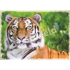 Ansichtkaart met tekst 22-17  (1 stuk = set à 10 dezelfde kaarten)