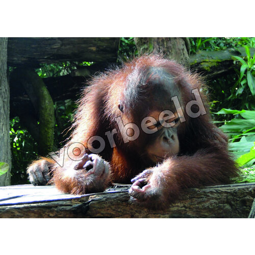 Ansichtkaart 24-08 (1 stuk = set van 10 dezelfde ansichtkaarten)