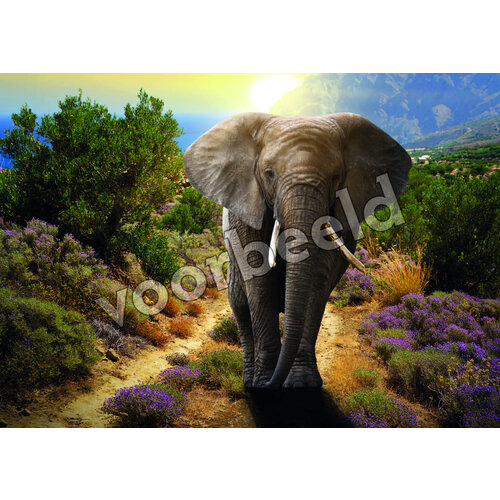 Ansichtkaart 24-21 (1 stuk = set van 10 dezelfde ansichtkaarten)