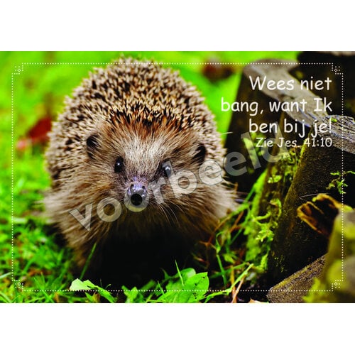 Ansichtkaart 26-14 met Bijbeltekst (1 stuk = set à 1 stuk van dezelfde kaart)