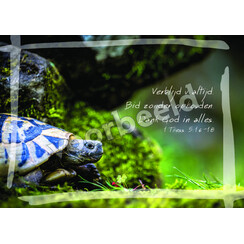 Ansichtkaart 26-30 met Bijbeltekst (1 stuk = set à 10 dezelfde ansichtkaarten)