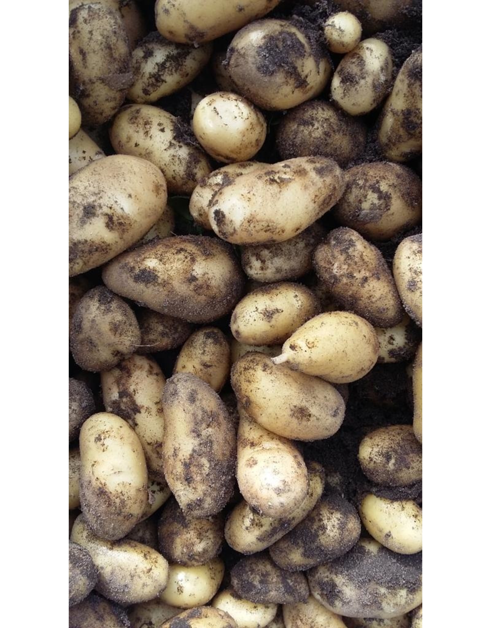 't Düvelshöfke Aardappels Nicola (nieuwe oogst) per kilo