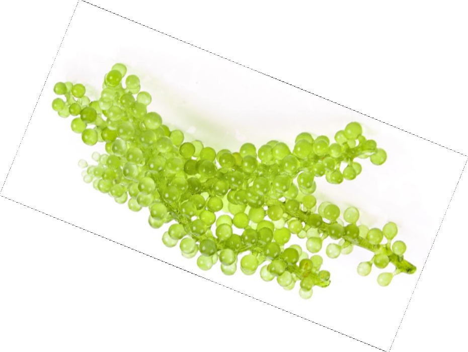 Mila d'Opiz Vegan Green Caviar Zeedruif