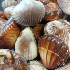 Zeevruchten in ballotin  - 750 gr - staffelkorting