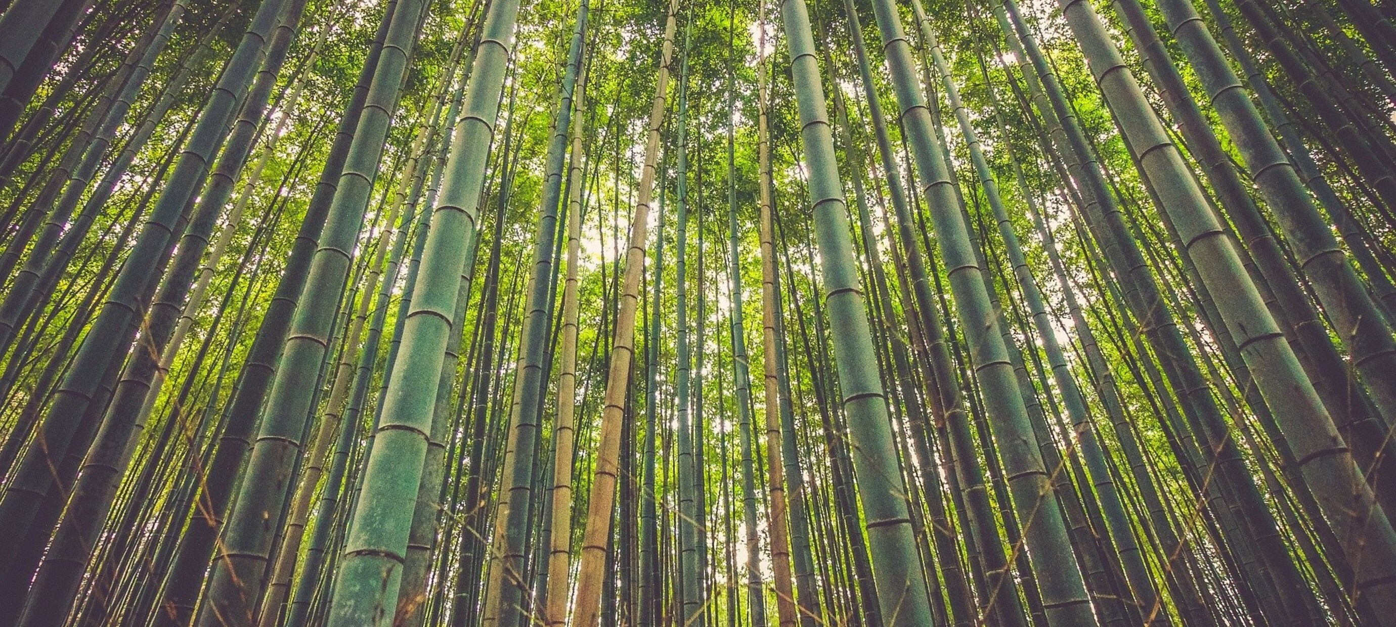 Was ist Bambus?