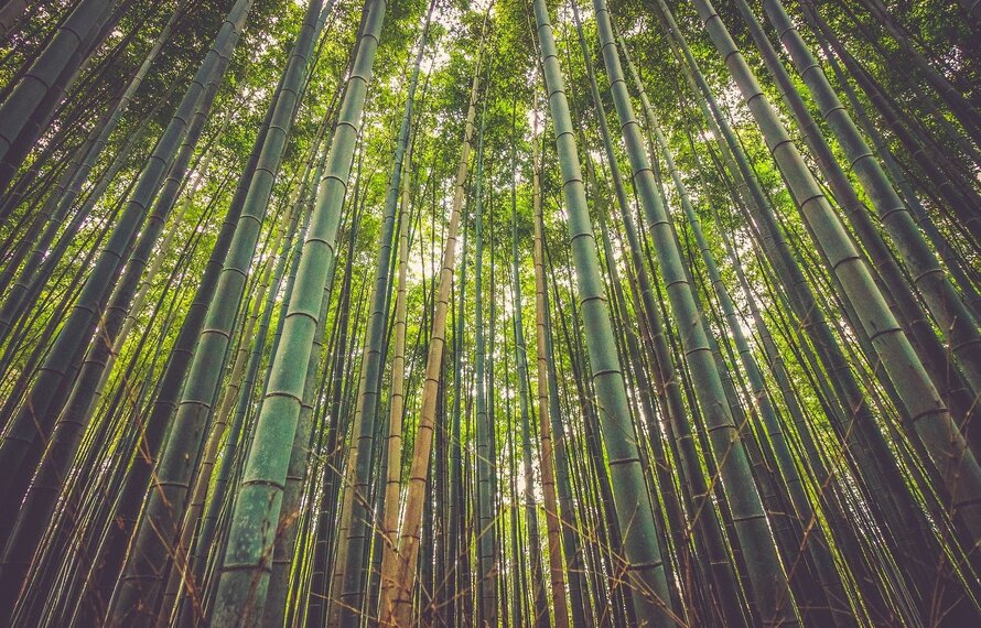 Was ist Bambus?