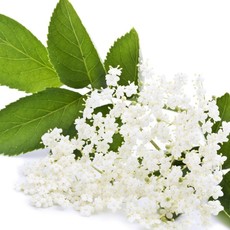 Lip Balm 15g Elderflower