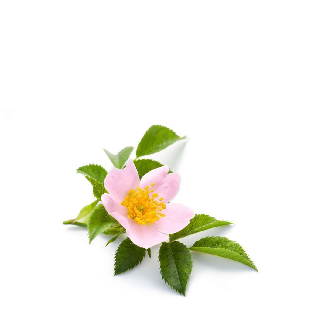 Handzeep 100g Wild Rose