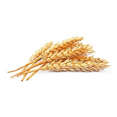 Highland Spring Baard Olie 50ml