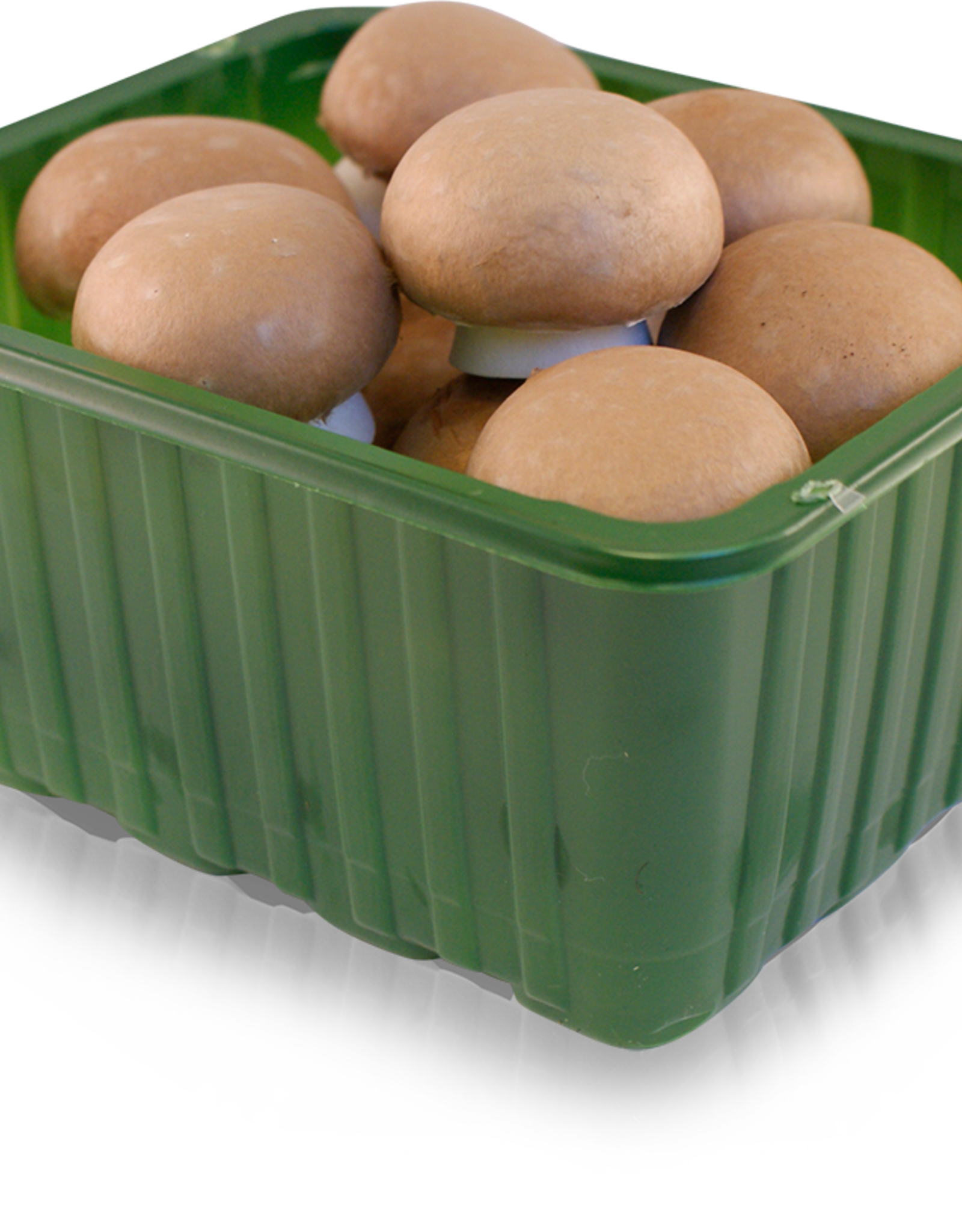 Champignons Kastanje 250 gr
