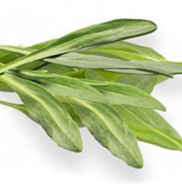Zeekraal per 250 gr