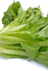 Andijvie groot per krop