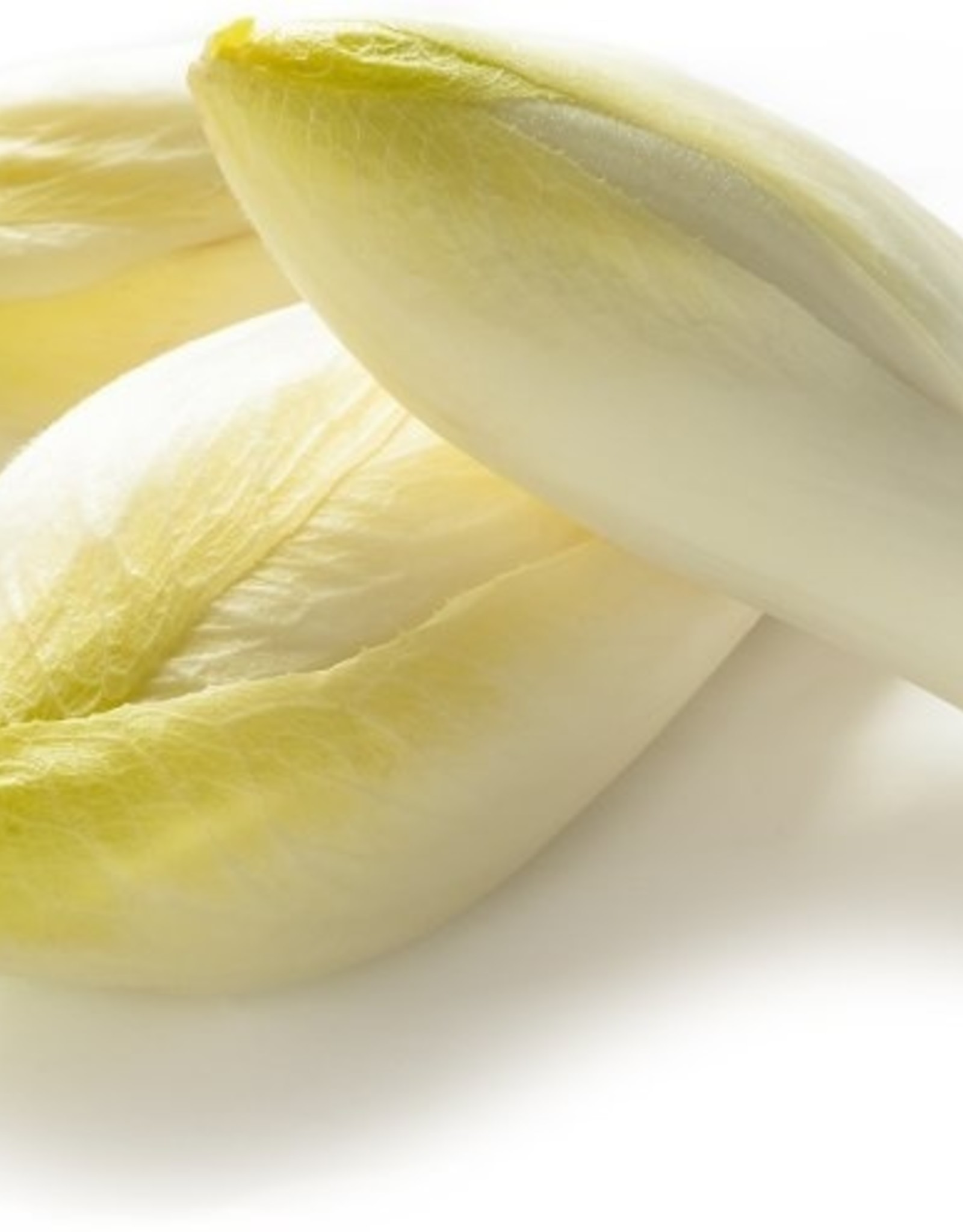 Witlof, grondteelt per kg