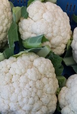 Bloemkool Holland per stuk