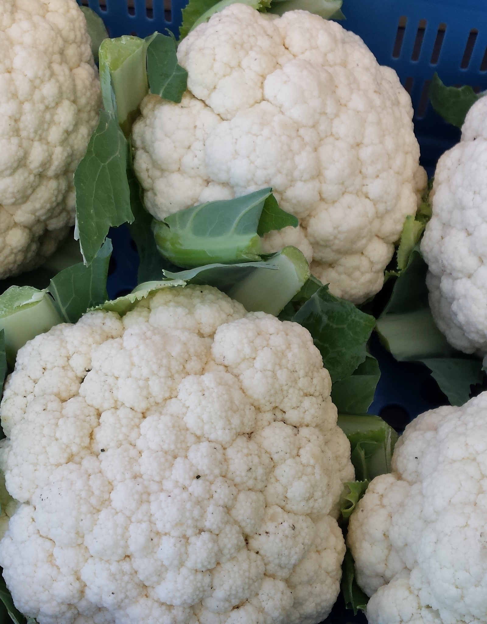 Bloemkool Holland per stuk