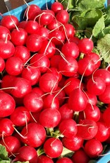 Radijs per bos