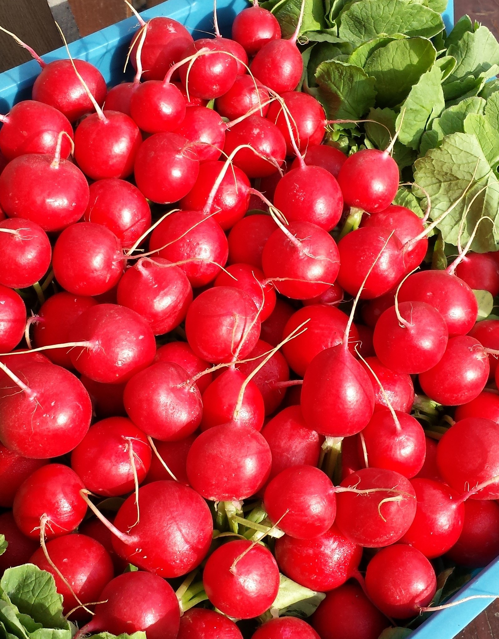 Radijs per bos