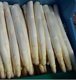 Asperges AA per 500 g, supermooi WIT