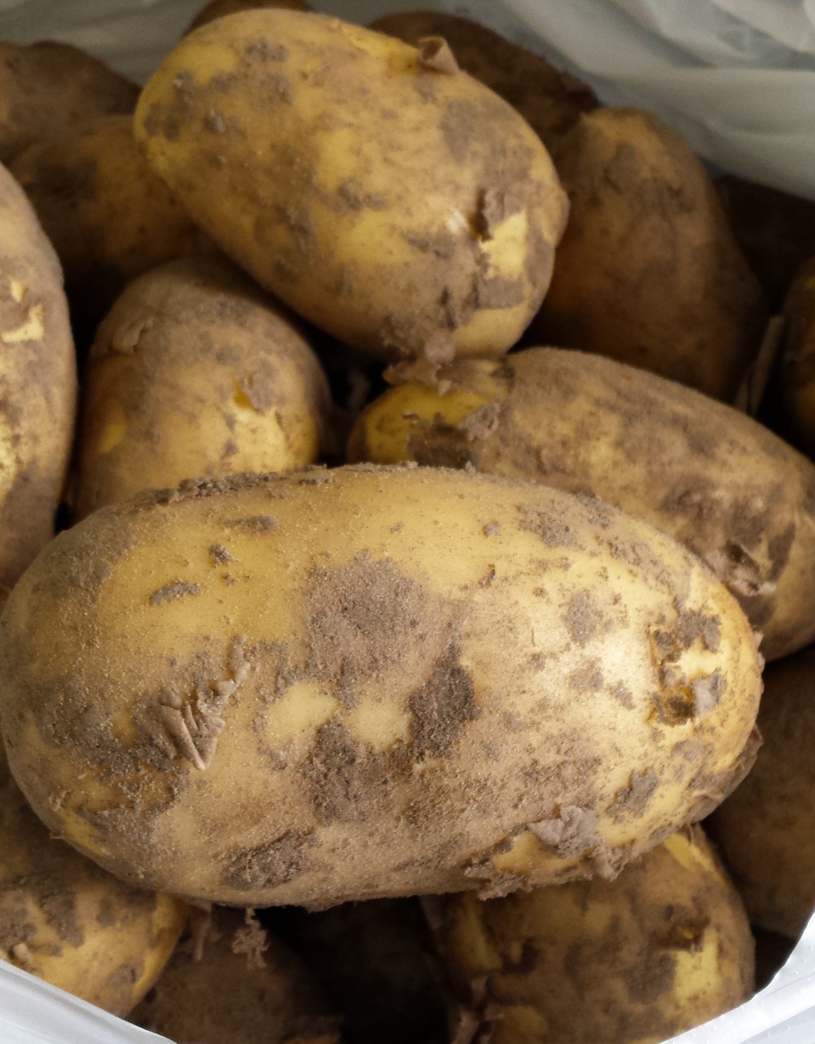 Frieslanders - NIEUW