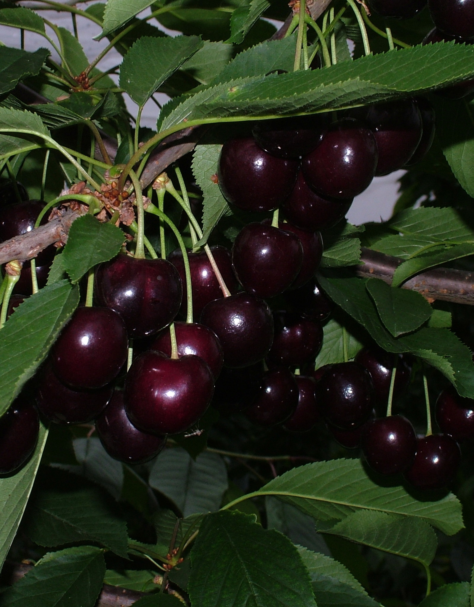 mooi groot !!!