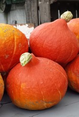 Pompoen, biologisch