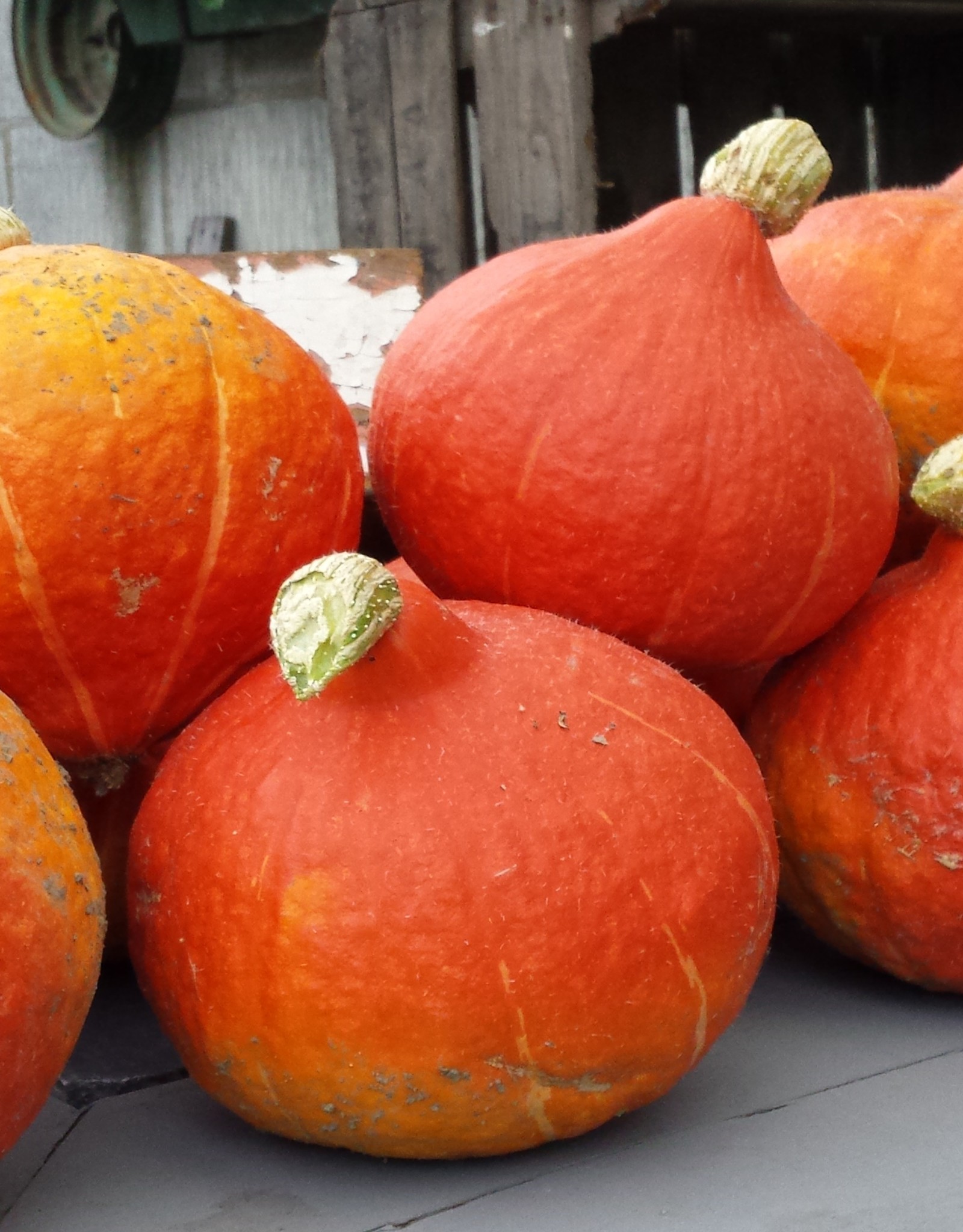Pompoen, biologisch
