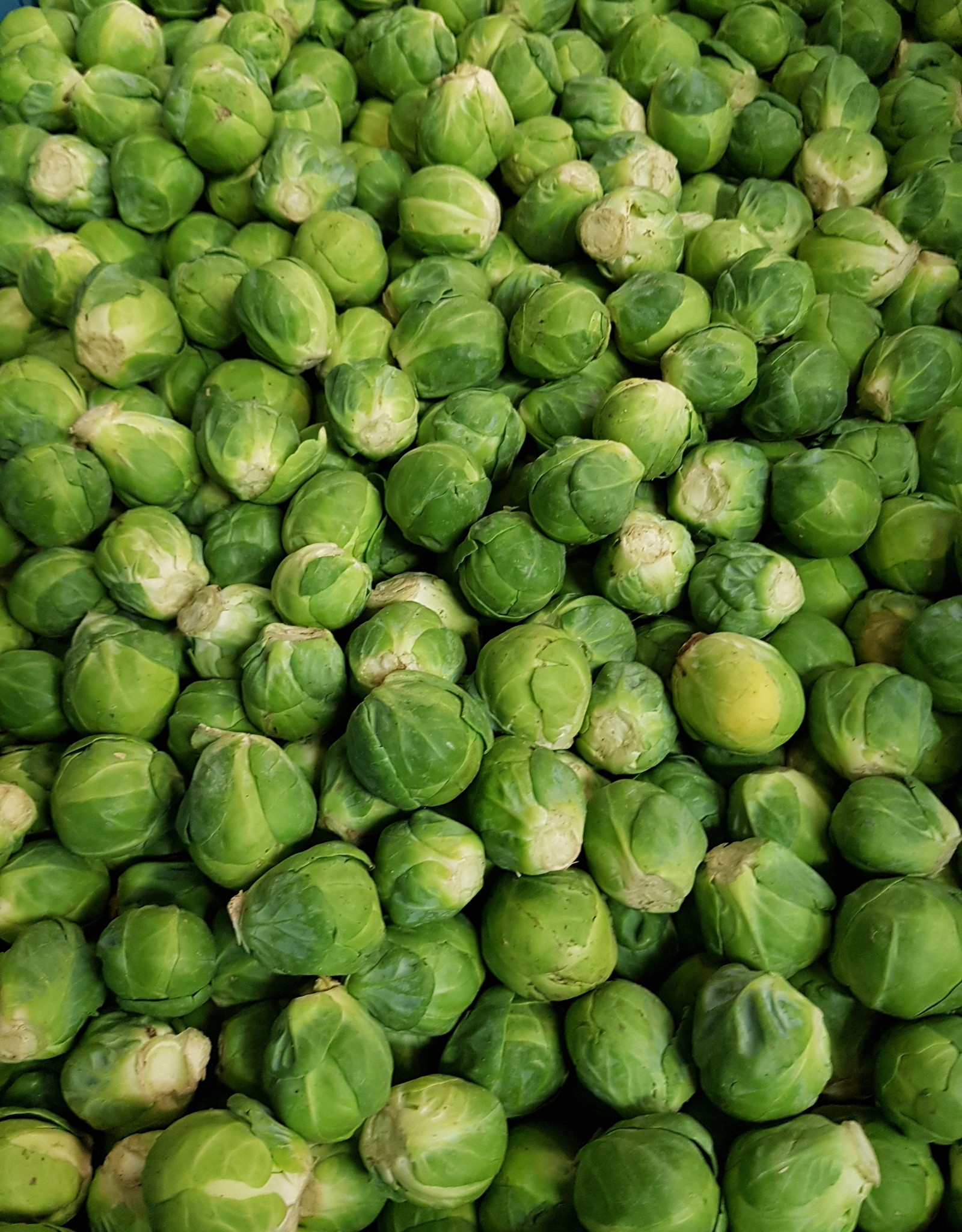 Spruitjes per 500 gr