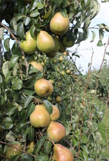 Peren Conference du Comice