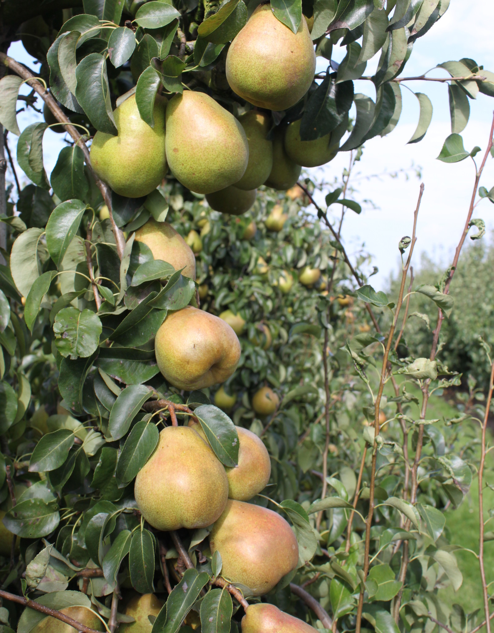 Peren Conference du Comice