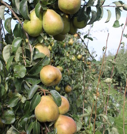 Peren Doyenné per kg