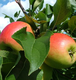 Appels Delcorf - kleintjes
