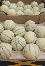 Cantaloup